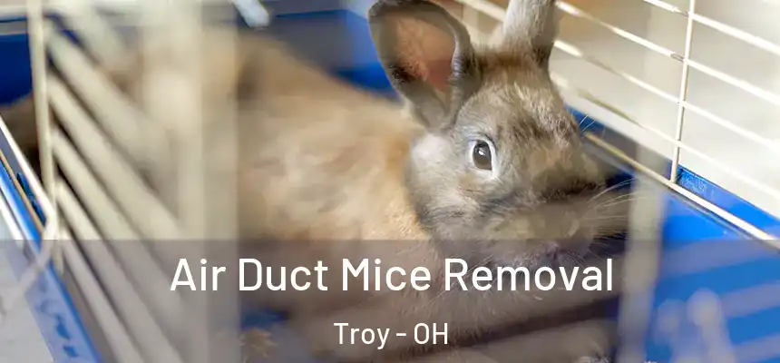  Air Duct Mice Removal Troy - OH